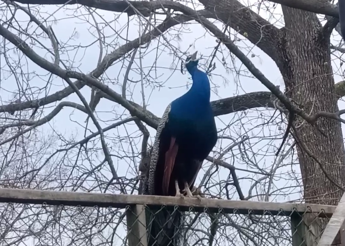 My guard peacock, he lets us know when things are happening in the neighborhood