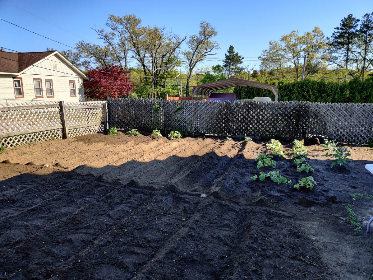 We have a garden!